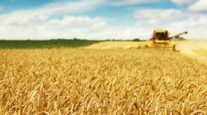 Harvester harvests rip golden wheat grains