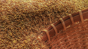 Grains and Wheat