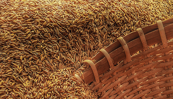 Grains and Wheat