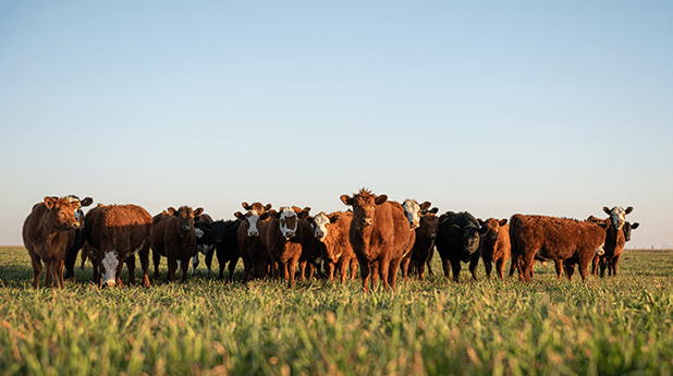 June 2022 Agricultural Options Review