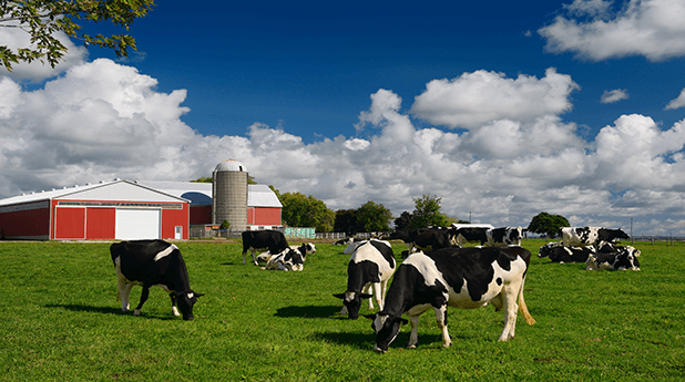 Elders Ltd (ELD): Multiple earnings drivers at play